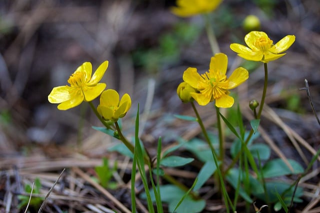 Ranunculus glaberrimus