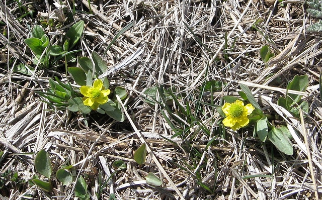 Ranunculus glaberrimus (Ranunculus glaberrimus)