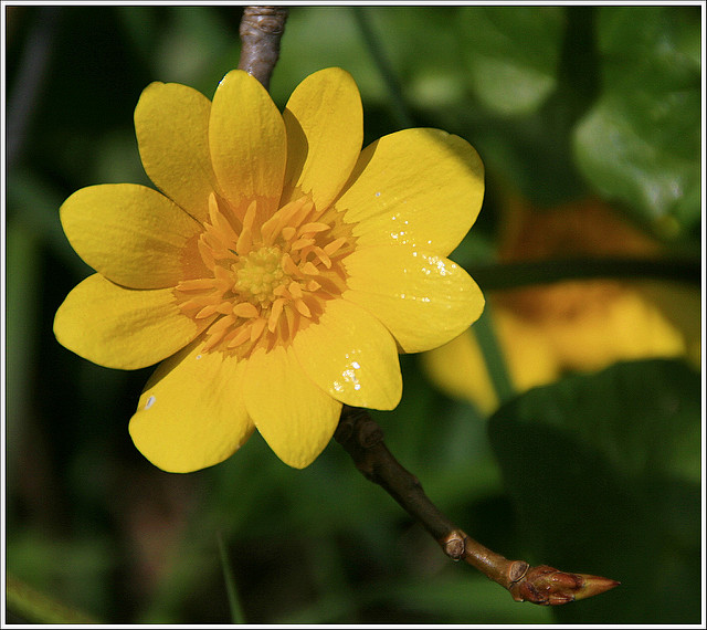 Renoncule à feuilles de graminée (Ranunculus gramineus)