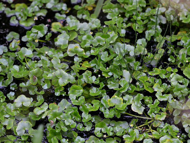 Renoncule à feuilles de lierre (Ranunculus hederaceus)