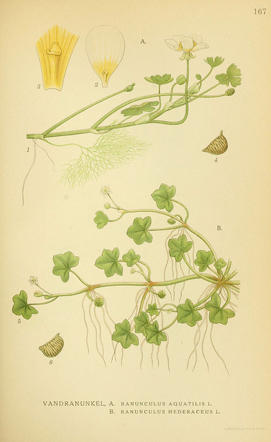 Renoncule à feuilles de lierre