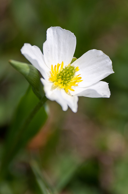 Renoncule de küpfer (Ranunculus kuepferi)