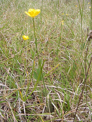 Ranunculus lappaceus