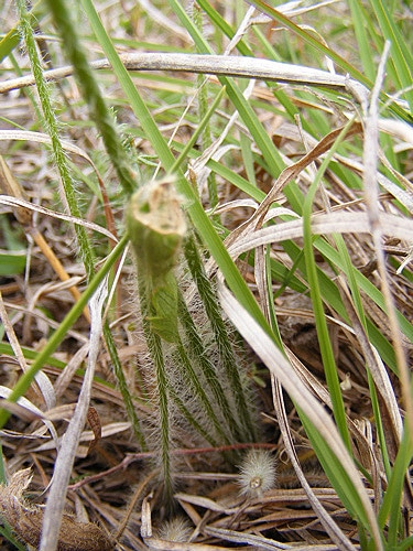 Ranunculus lappaceus