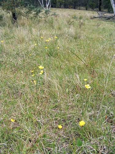 Ranunculus lappaceus