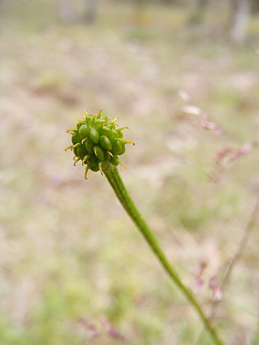 Ranunculus lappaceus