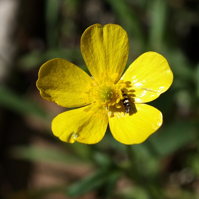 Ranunculus lappaceus