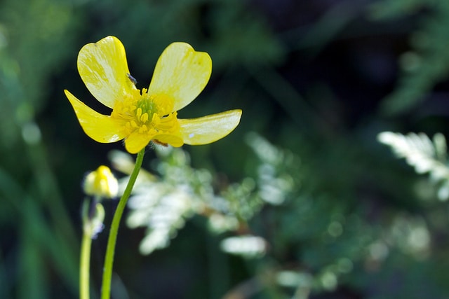 Ranunculus lappaceus (Ranunculus lappaceus)