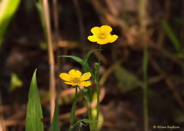Grande douve (Ranunculus lingua)