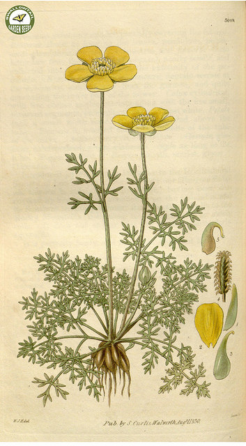 Ranunculus millefoliatus (Ranunculus millefoliatus)