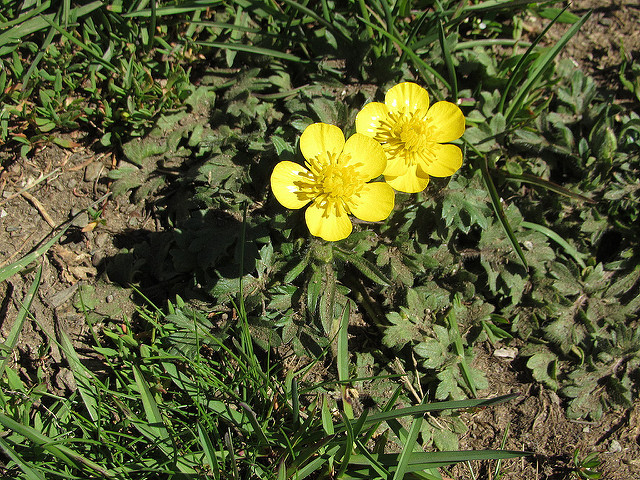 Renoncule des montagnes (Ranunculus montanus)