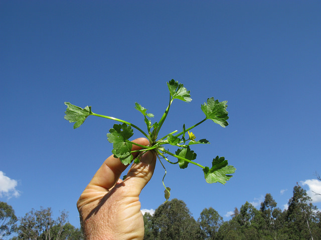 Renoncule à petites pointes (Ranunculus muricatus)
