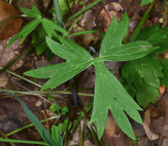 Ranunculus occidentalis (Ranunculus occidentalis)