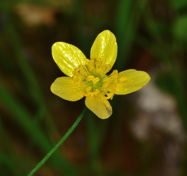 Ranunculus occidentalis