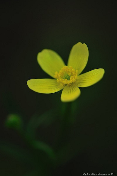 Ranunculus occidentalis
