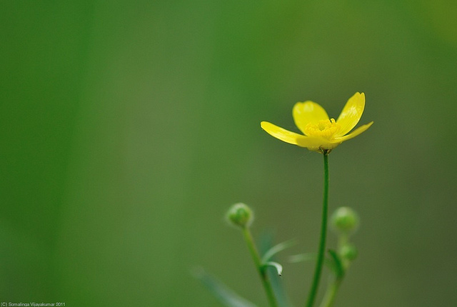 Ranunculus occidentalis