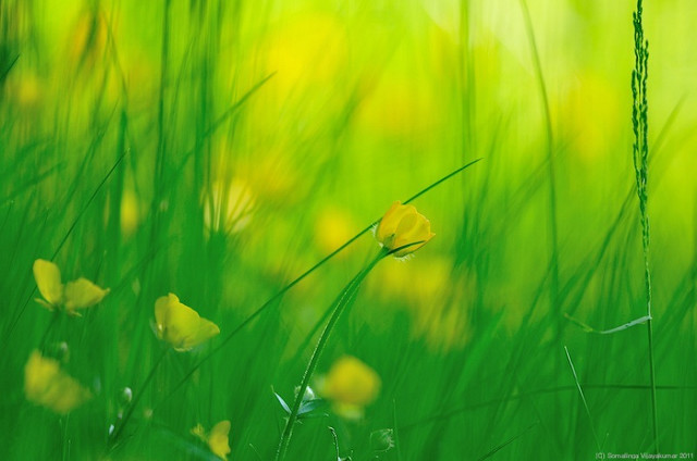 Ranunculus occidentalis