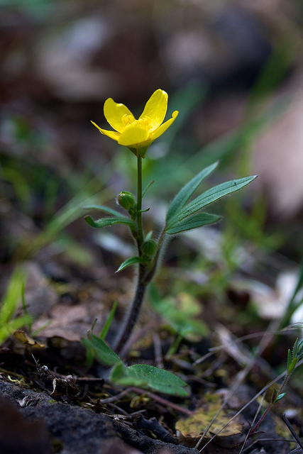 Ranunculus occidentalis