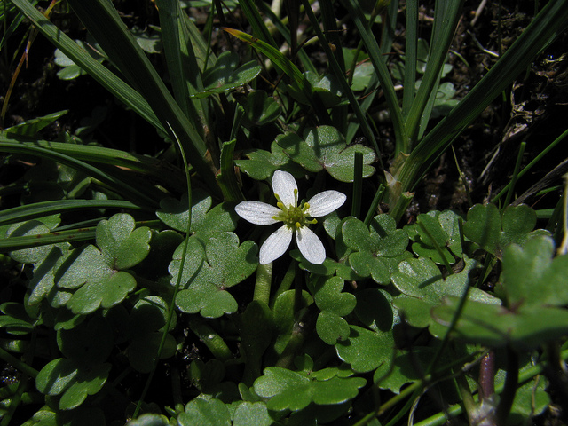 Renoncule de lenormand (Ranunculus omiophyllus)