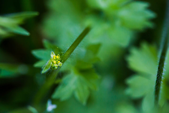 Renoncule à petites fleurs