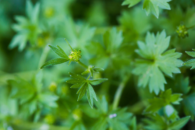 Renoncule à petites fleurs