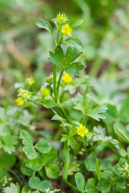 Renoncule à petites fleurs