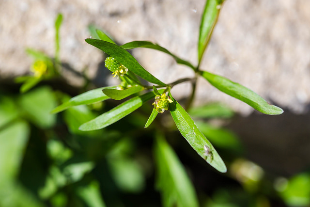 Renoncule à petites fleurs