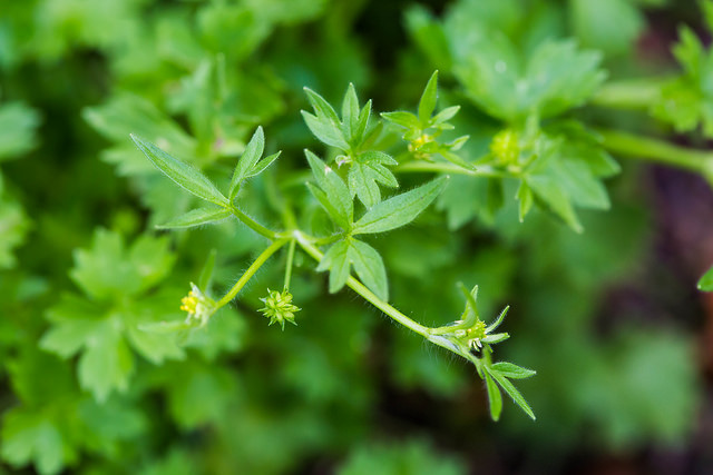Renoncule à petites fleurs (Ranunculus parviflorus)