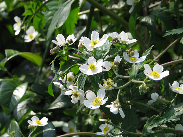 Renoncule à feuilles de platane (Ranunculus platanifolius)