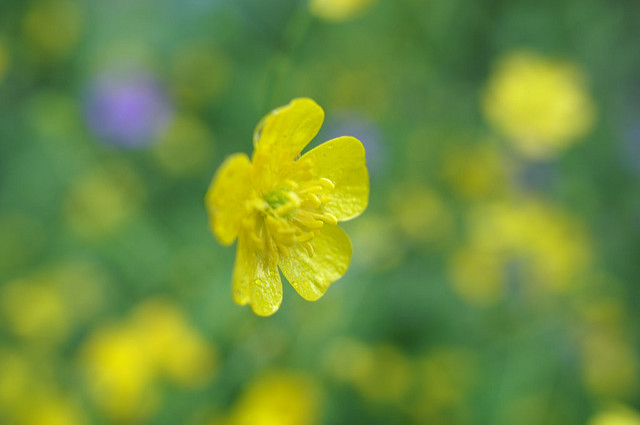Renoncule à segments étroits (Ranunculus polyanthemos)