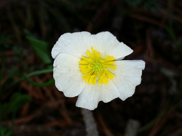 Renoncule des pyrénées (Ranunculus pyrenaeus)
