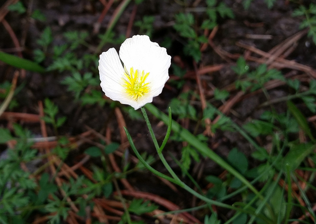 Renoncule des pyrénées