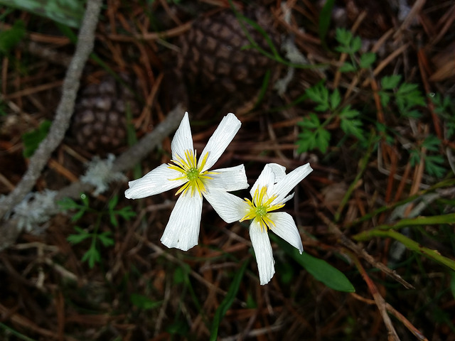 Renoncule des pyrénées