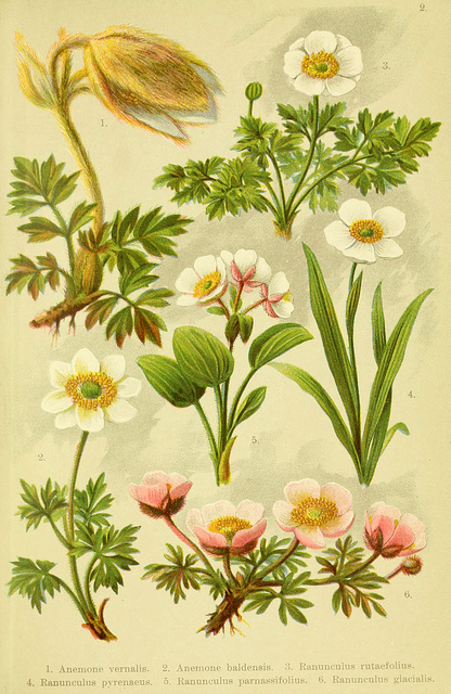 Renoncule des pyrénées