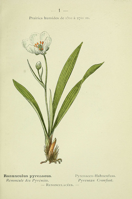 Renoncule des pyrénées