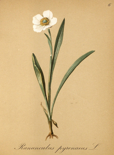 Renoncule des pyrénées