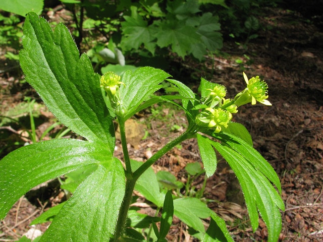 Ranunculus recurvatus