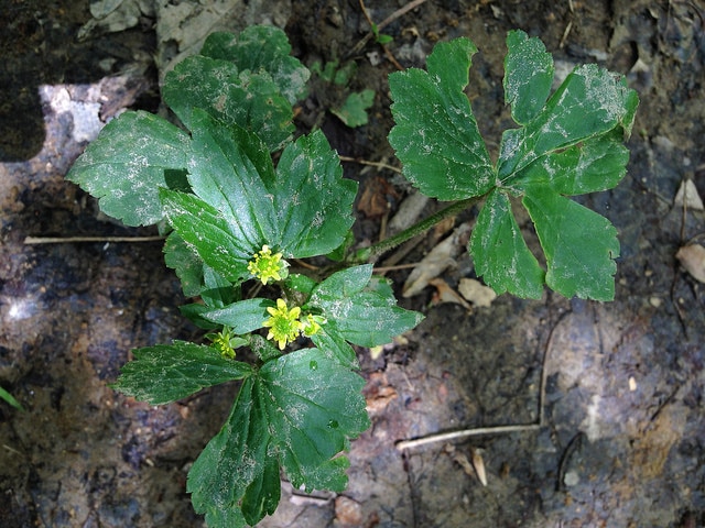 Ranunculus recurvatus