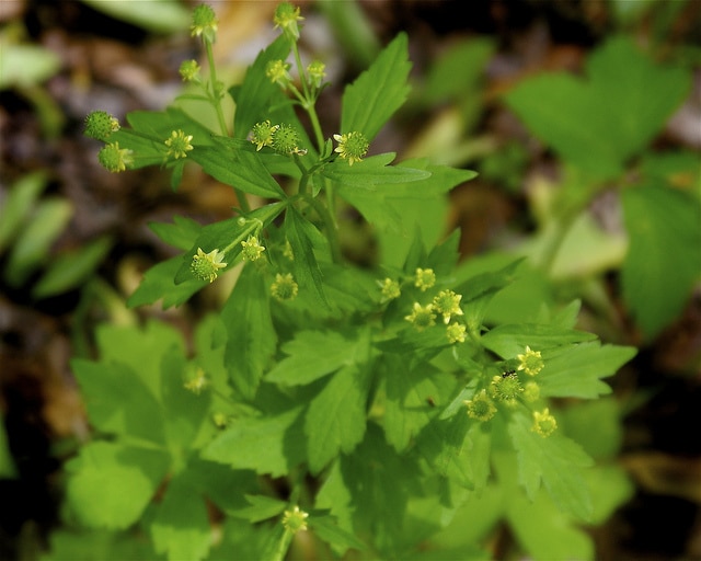 Ranunculus recurvatus