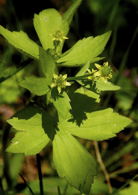 Ranunculus recurvatus
