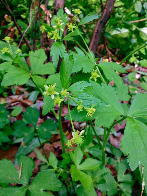 Ranunculus recurvatus