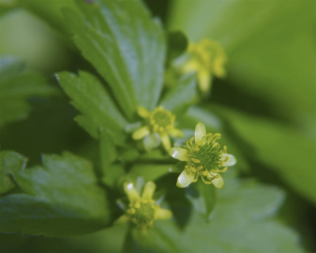 Ranunculus recurvatus (Ranunculus recurvatus)