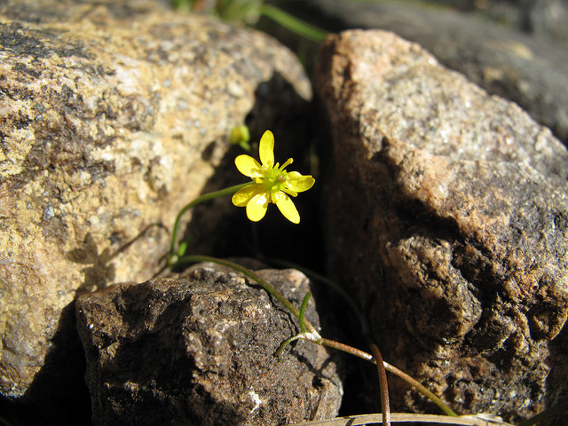 Petite douve rampante (Ranunculus reptans)