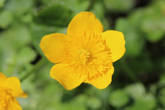 Renoncule thora (Ranunculus thora)