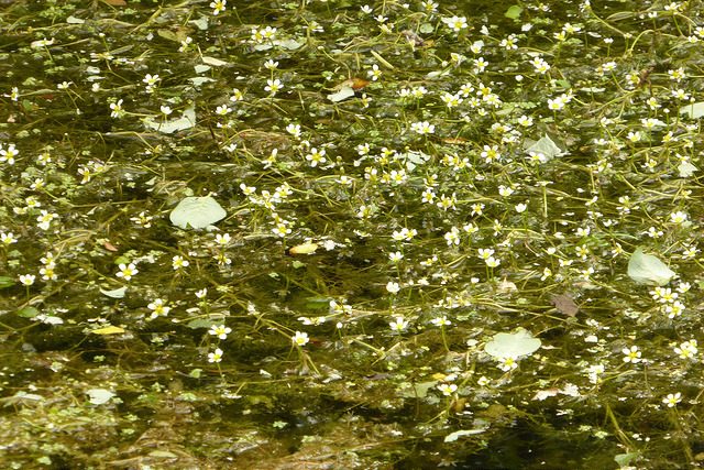 Renoncule à feuilles capillaires