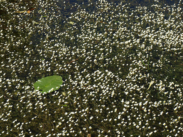 Renoncule à feuilles capillaires (Ranunculus trichophyllus)