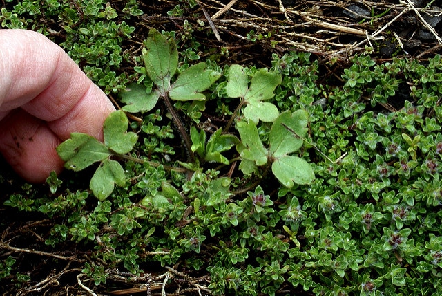 Ranunculus uncinatus