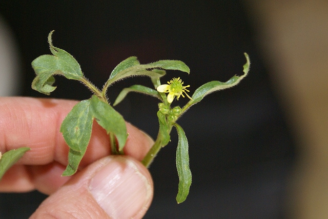 Ranunculus uncinatus (Ranunculus uncinatus)