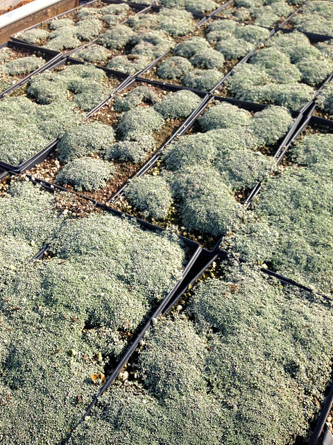 Carpette argentée