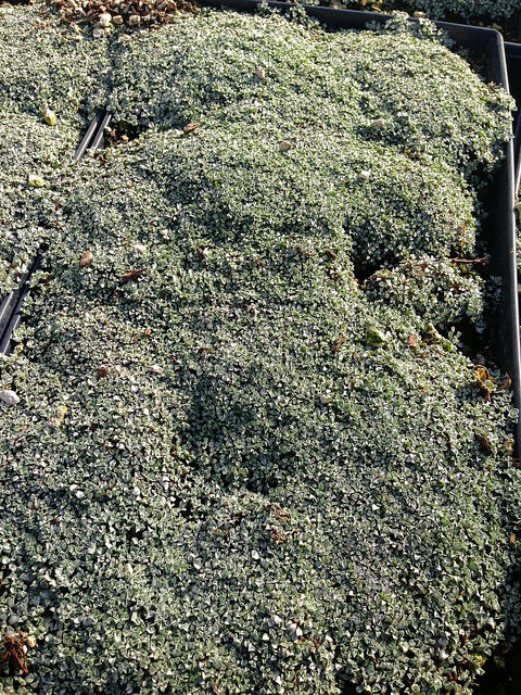 Carpette argentée